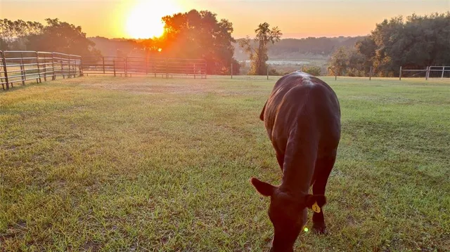 $679,900 | 17355 Southeast 260th Avenue Road, Umatilla, FL 32784