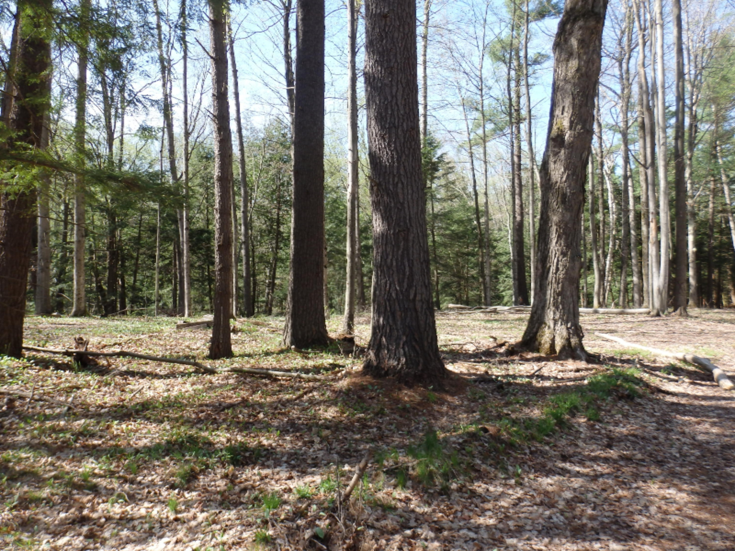 Oravainen Road, Unit PARCEL C Kaleva, MI 49645 - Photo 20 of 25 P5100596