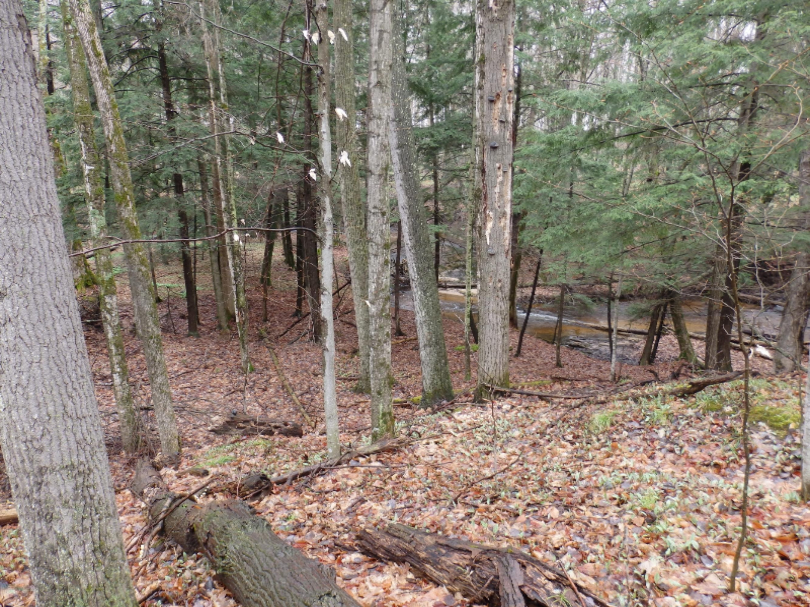 Oravainen Road, Unit PARCEL C Kaleva, MI 49645 - Photo 5 of 25 P4210176
