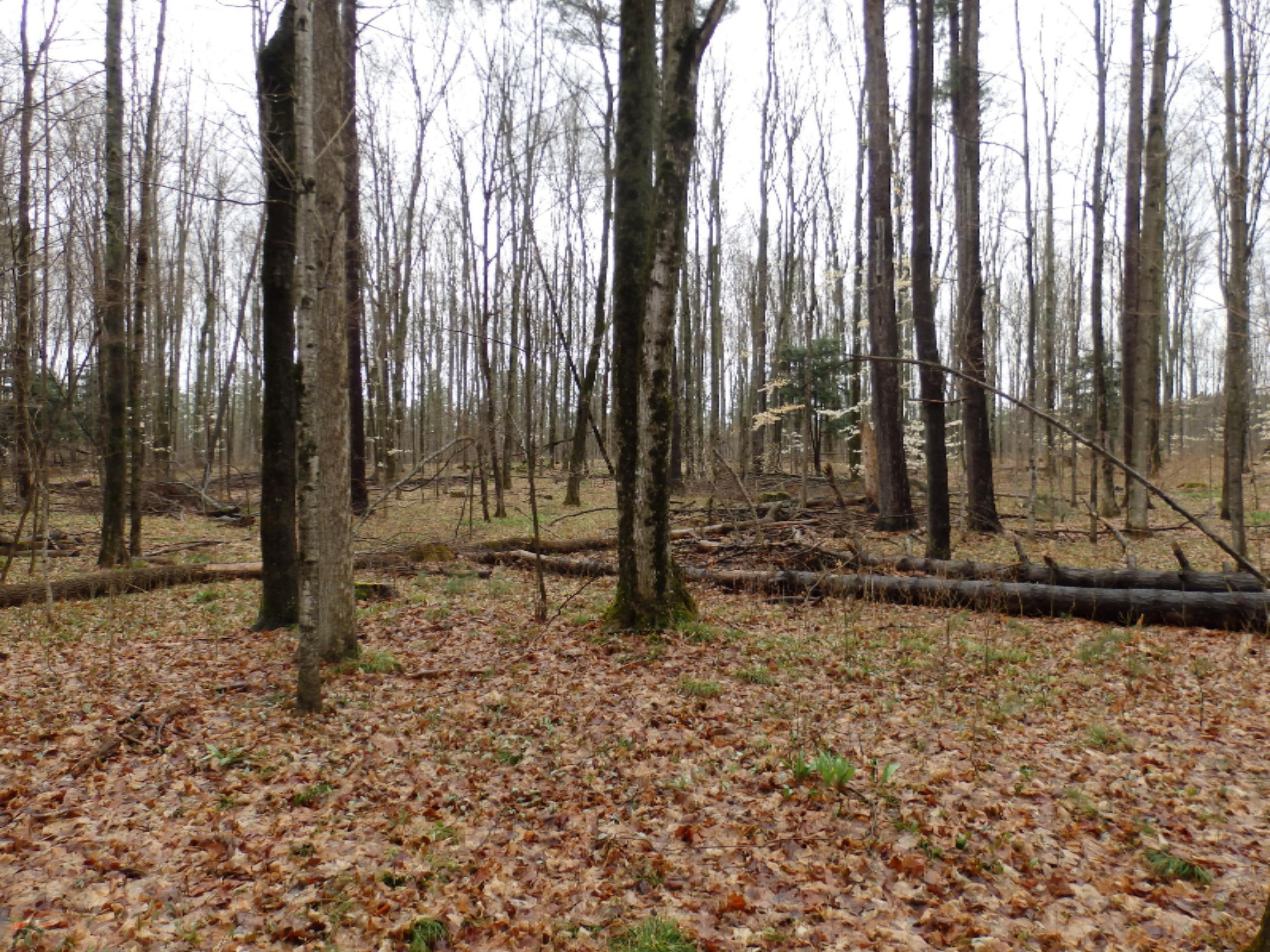 Oravainen Road, Unit PARCEL C Kaleva, MI 49645 - Photo 8 of 25 P4210179