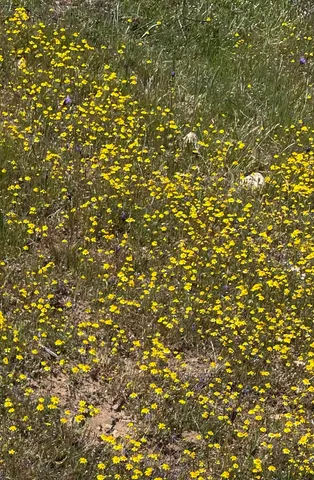 $700,000 | 8300 Foothill Road, New Cuyama, CA 93254