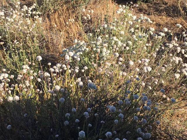 $700,000 | 8300 Foothill Road, New Cuyama, CA 93254