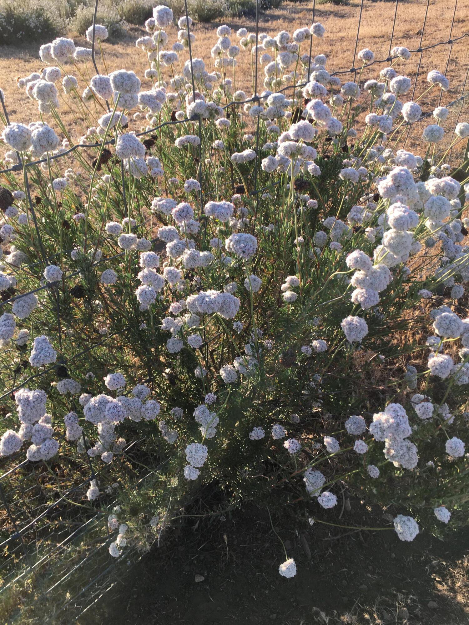 8300 Foothill Road New Cuyama, CA 93254 - Photo 24 of 26 Spring Wildflowers