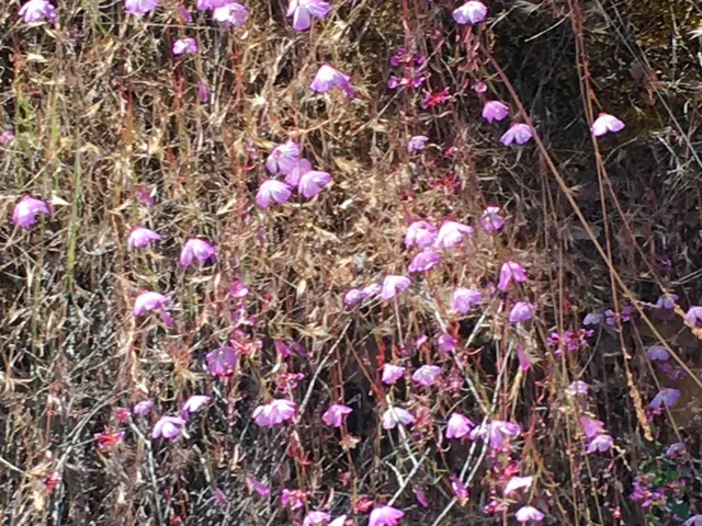 $700,000 | 8300 Foothill Road, New Cuyama, CA 93254