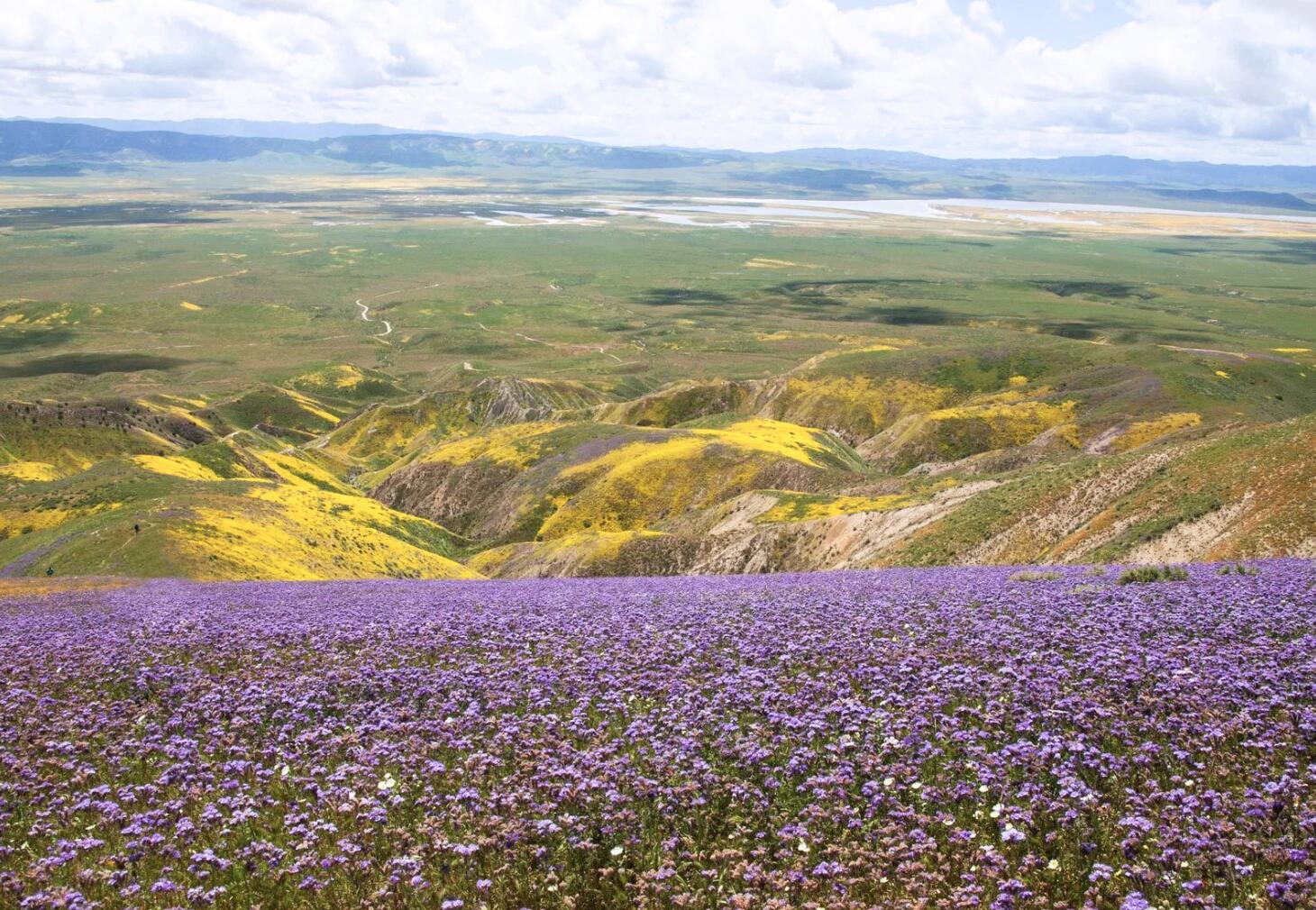 8300 Foothill Road New Cuyama, CA 93254 - Photo 26 of 26 Carrizo Plain Wildflowers ~55 mi. away
