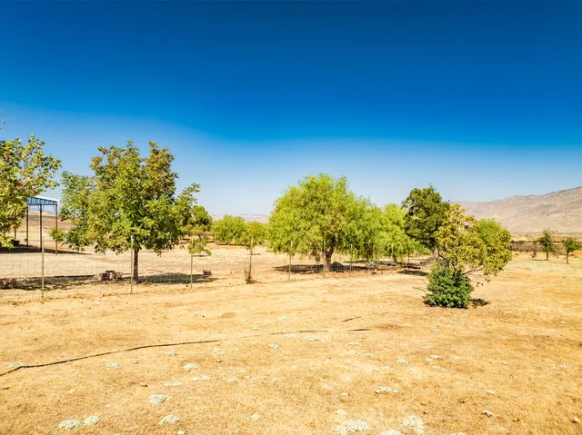 a view of a forest from a yard
