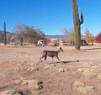 8300 Foothill Road New Cuyama, CA 93254 - Photo 7 of 26 Local Wildlife