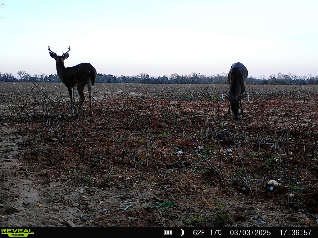 0 Macedonia Ch Road Columbia, AL 36319 - Photo 42 of 61