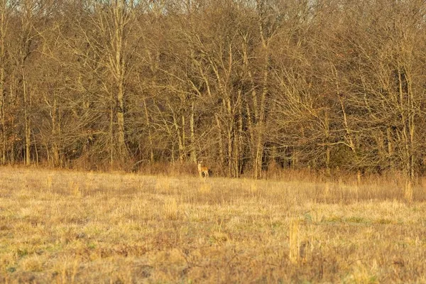 $1,165,550 | 46863 East 192nd Street, Norborne, MO 64668