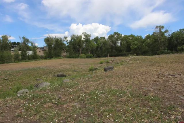 a view of a field with a tree
