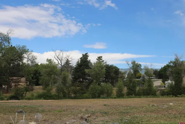a view of dirt yard with large trees