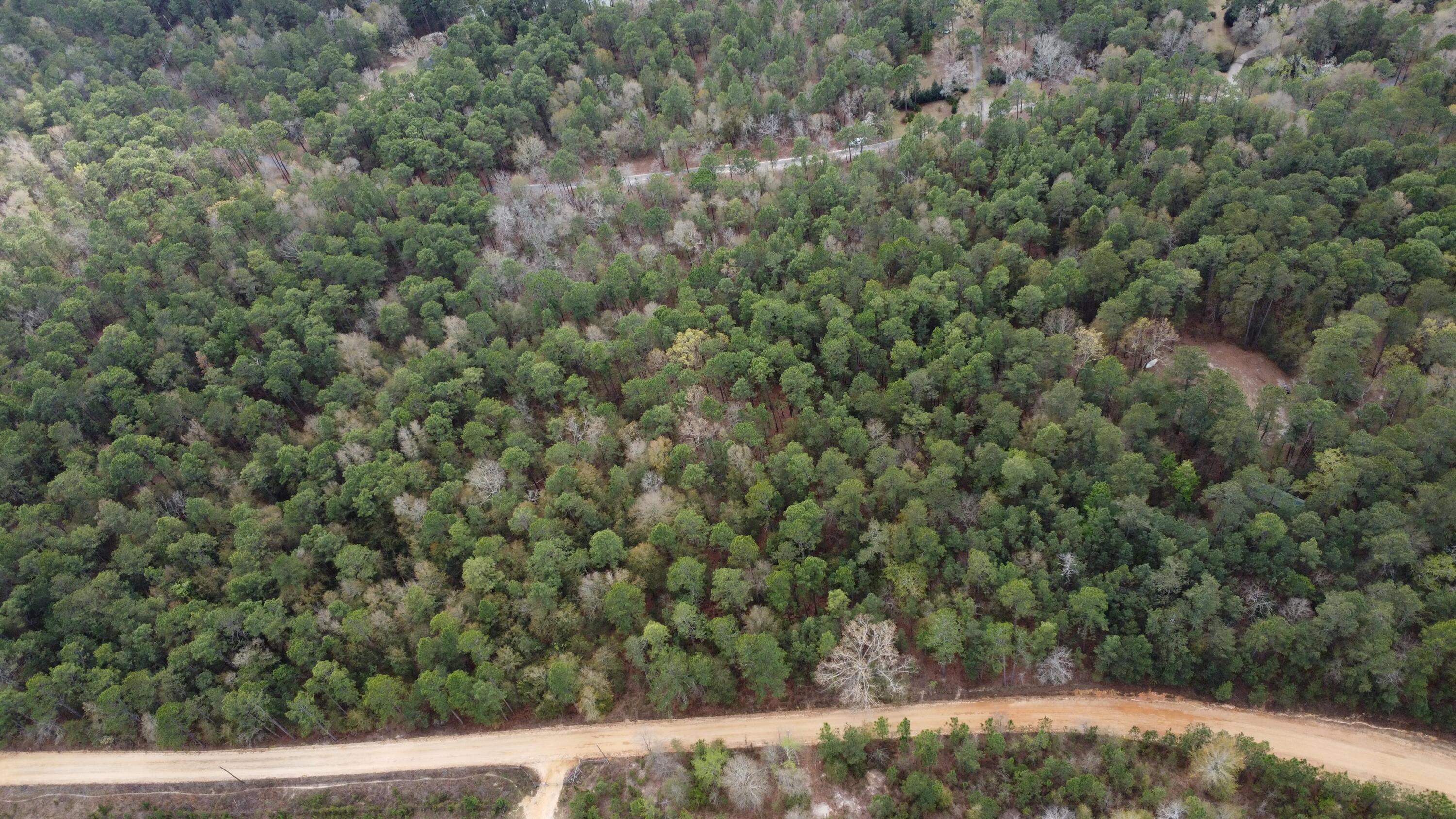 0 Edisto Lake Road Wagener, SC 29164 - Photo 8 of 14 8