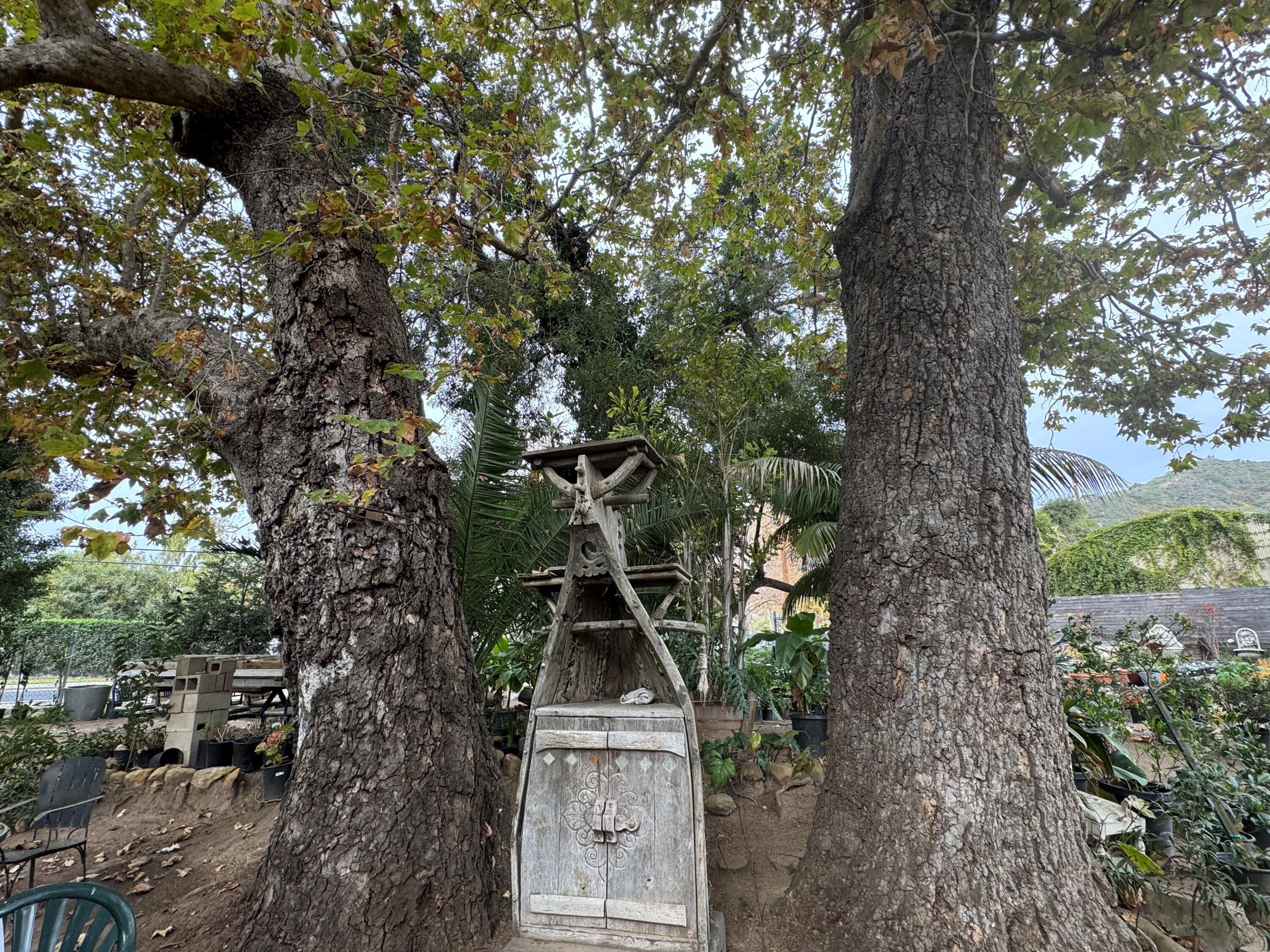 3376 Foothill Road Carpinteria, CA 93013 - Photo 11 of 60 Ancient Twin Sycamores