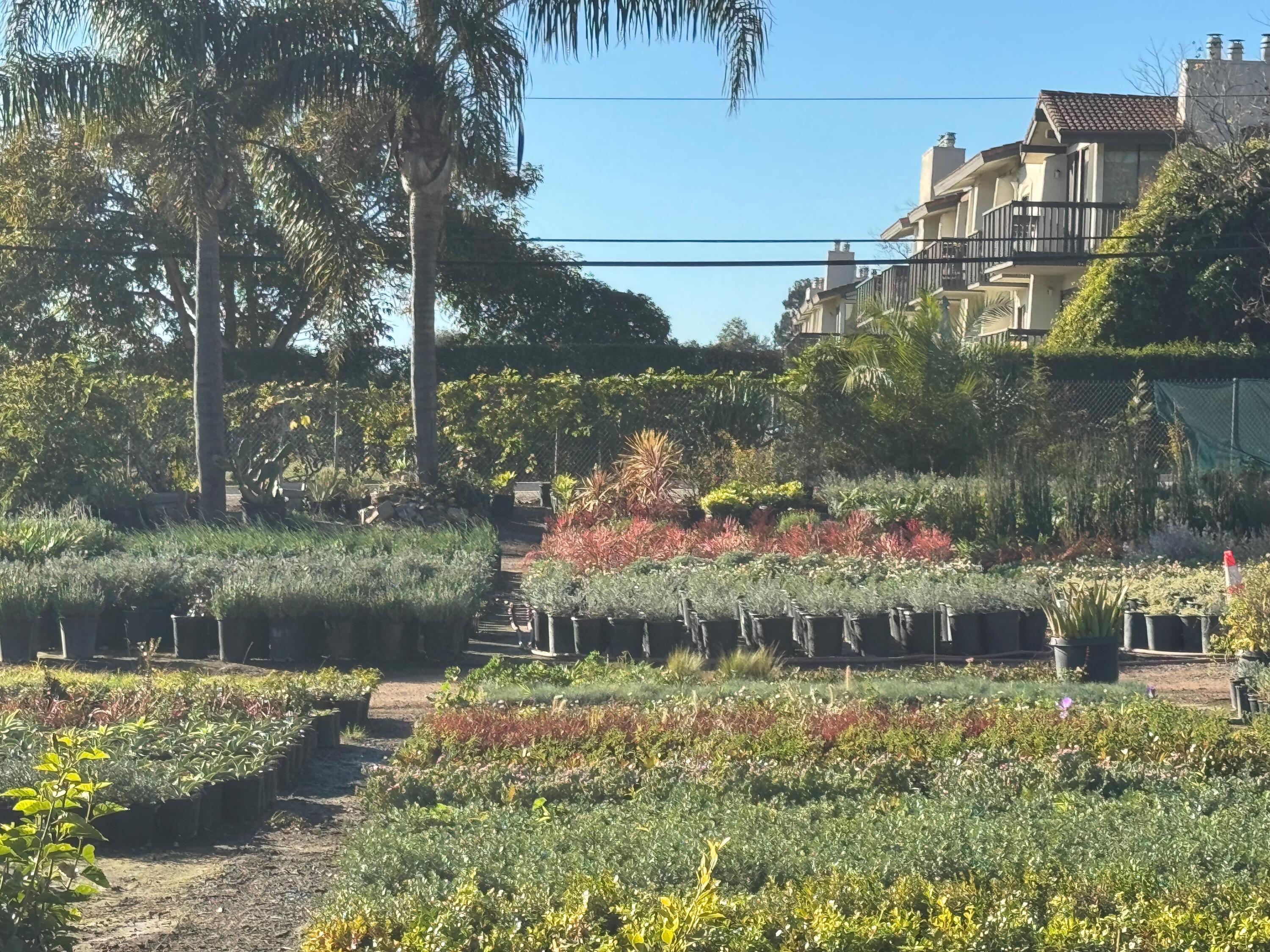 3376 Foothill Road Carpinteria, CA 93013 - Photo 49 of 60 Upcoast from lower area