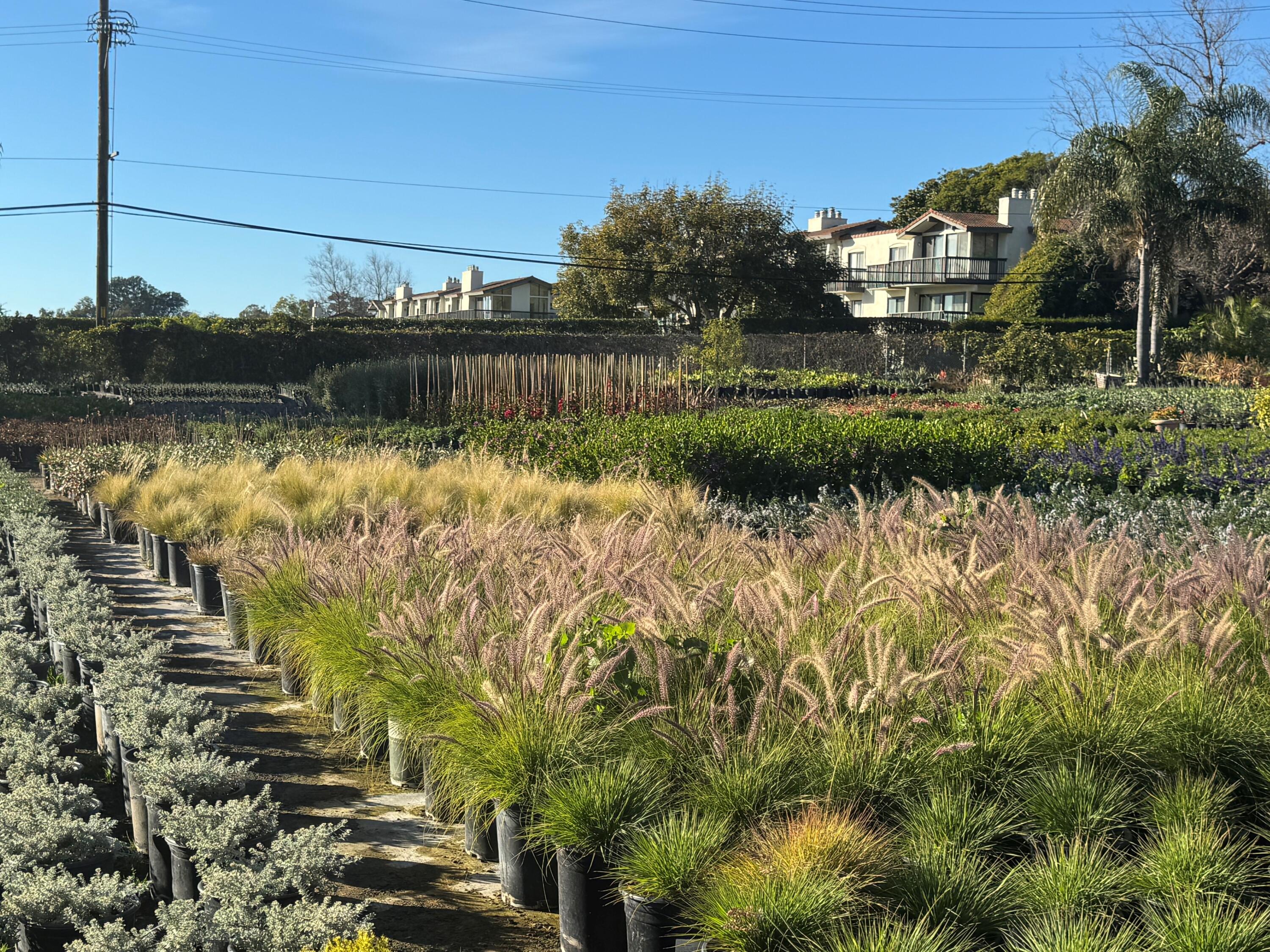 3376 Foothill Road Carpinteria, CA 93013 - Photo 52 of 60 Polo Condos across Foothill