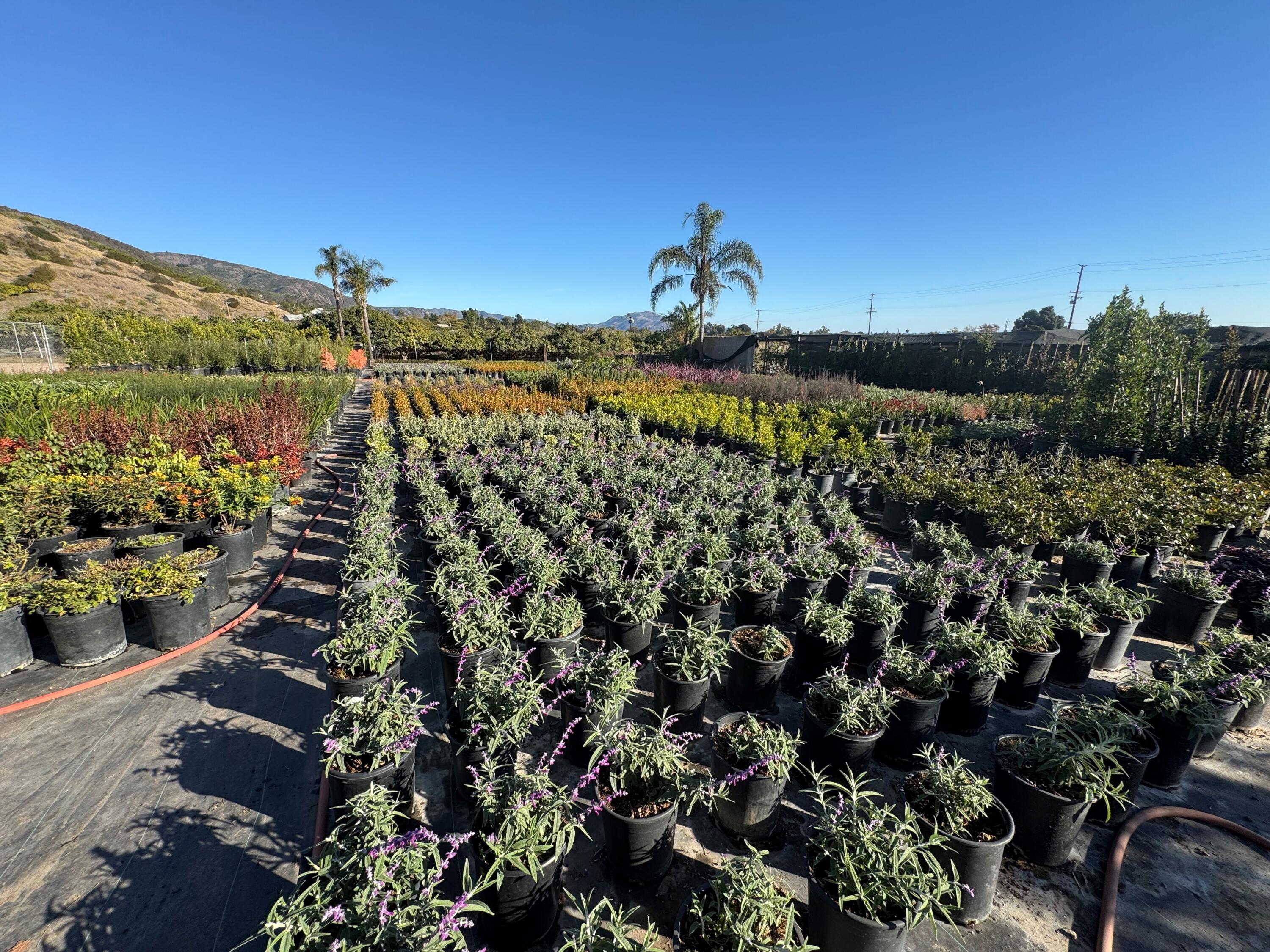3376 Foothill Road Carpinteria, CA 93013 - Photo 54 of 60 Rincon Mountain in the distance