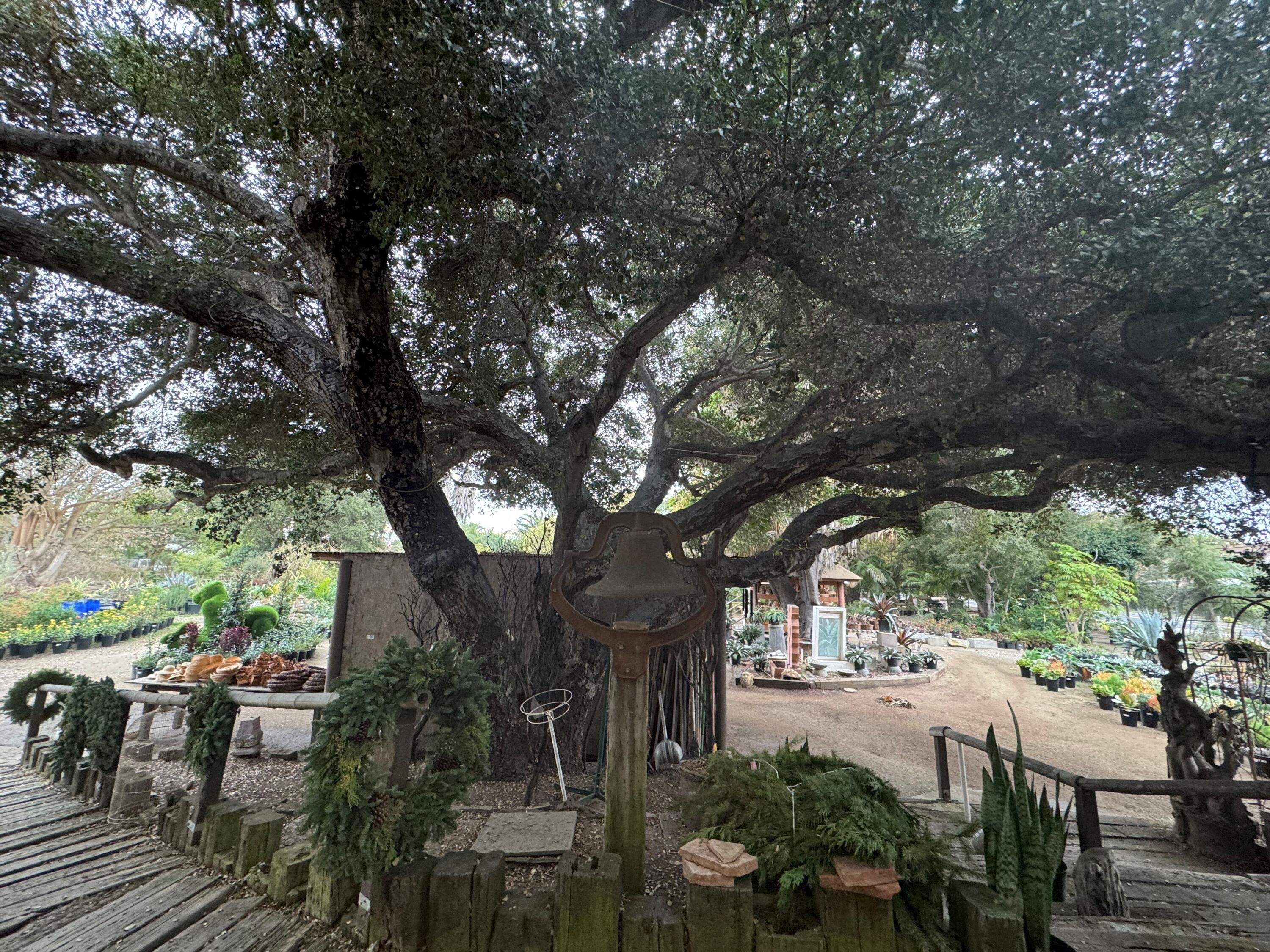 3376 Foothill Road Carpinteria, CA 93013 - Photo 55 of 60 Tree2