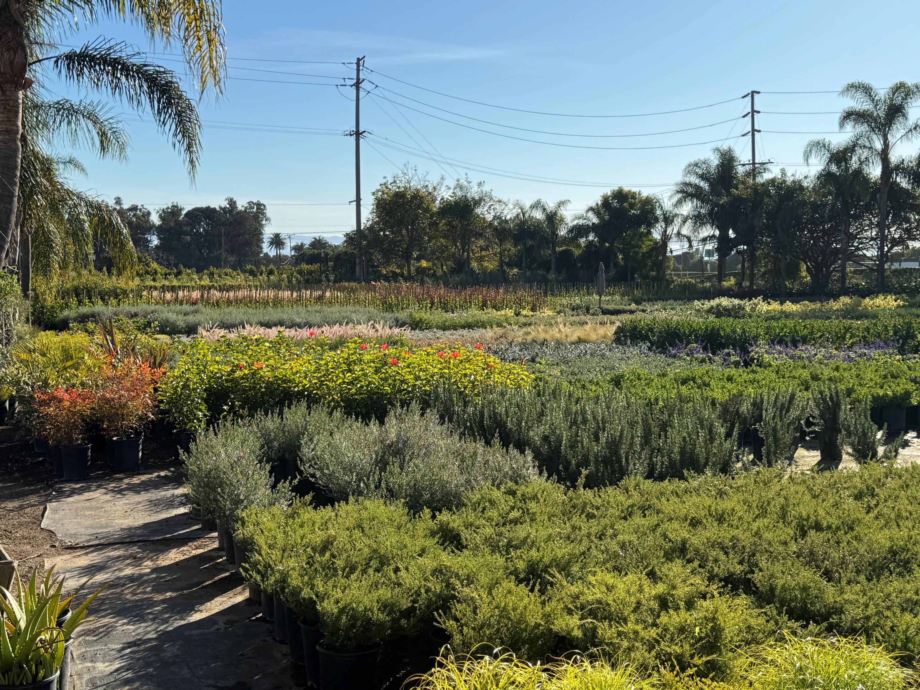 3376 Foothill Road Carpinteria, CA 93013 - Photo 56 of 60 View from Lower Nursery Area