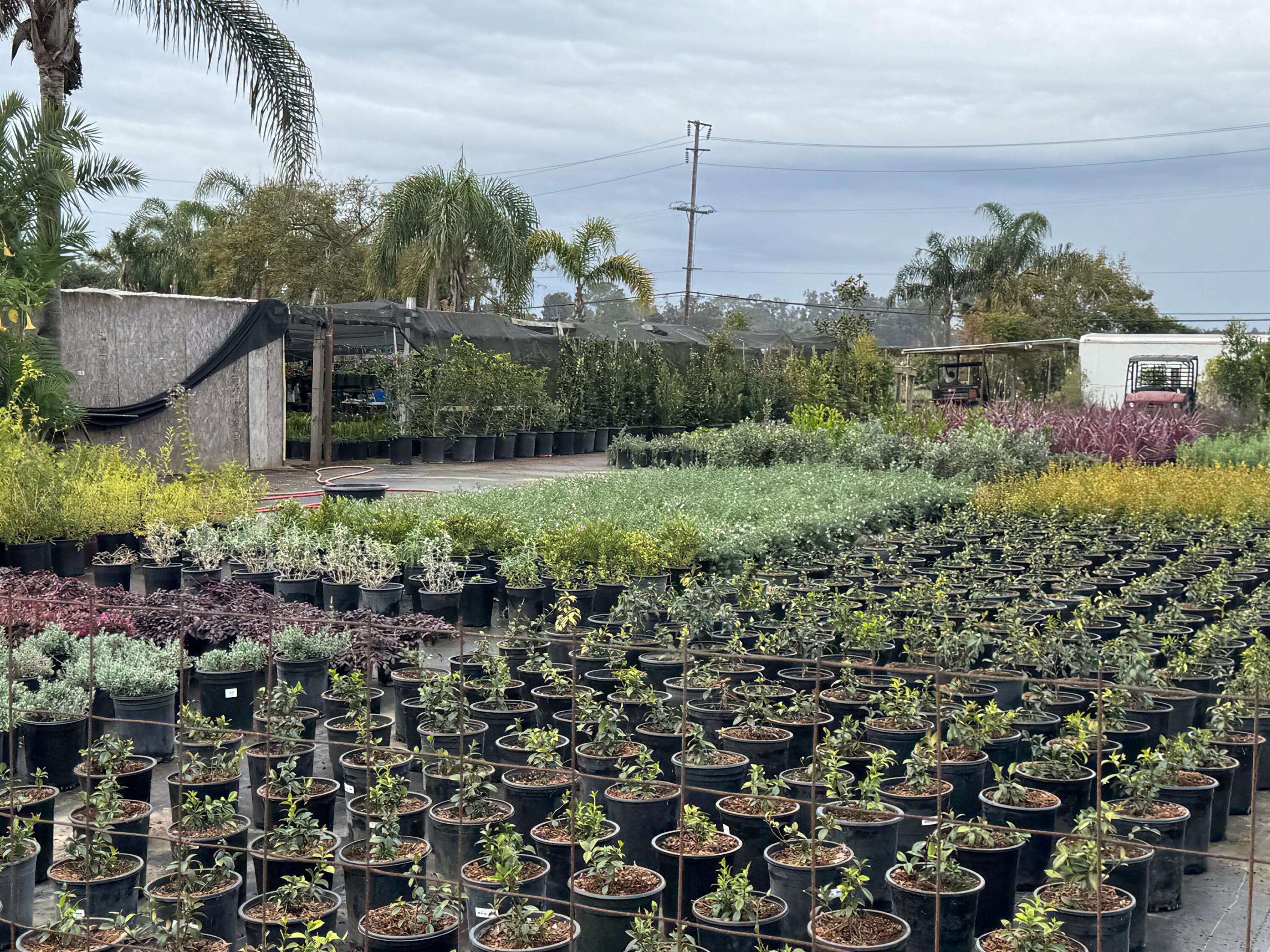 3376 Foothill Road Carpinteria, CA 93013 - Photo 57 of 60 Baby Plants