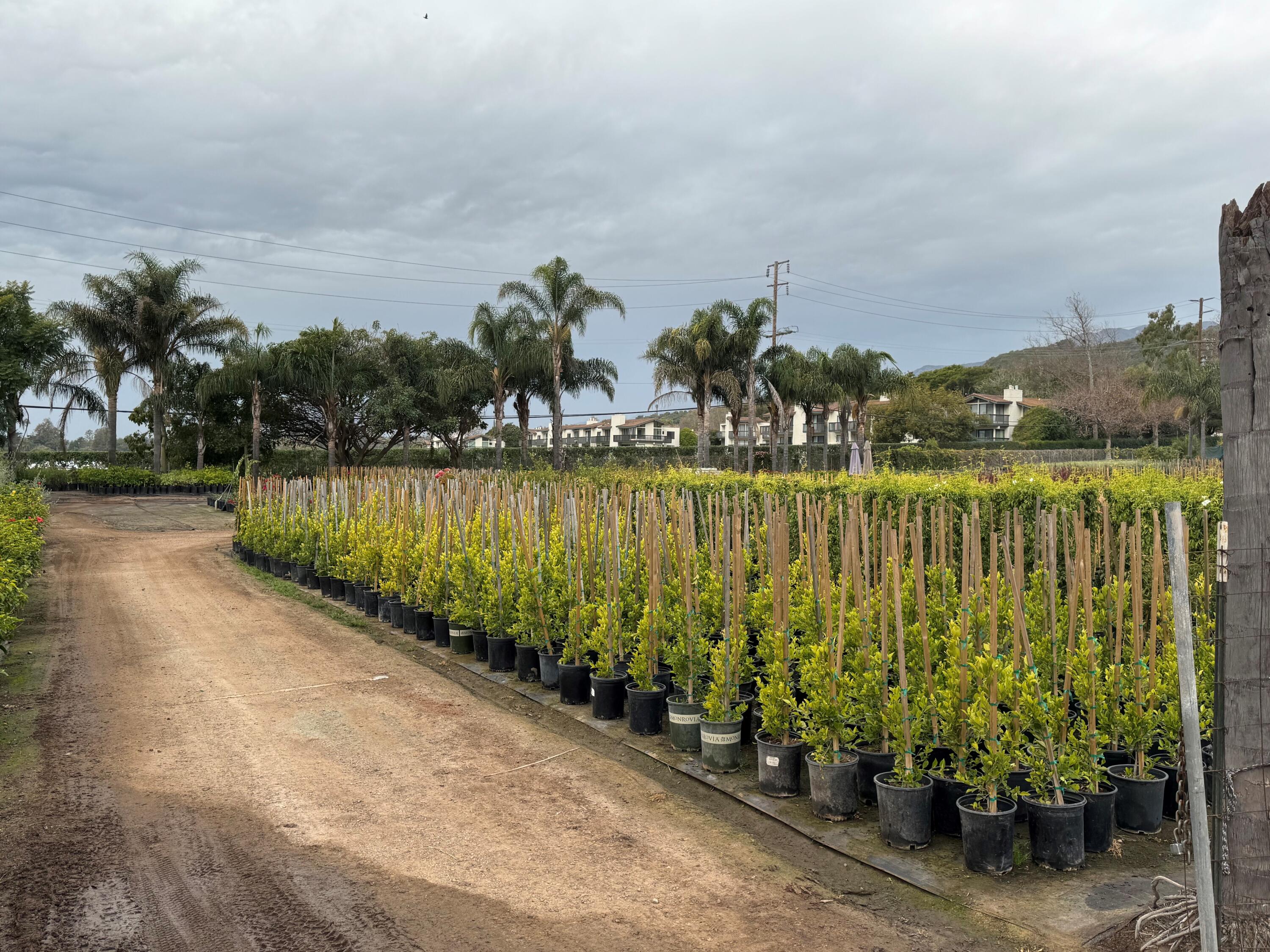 3376 Foothill Road Carpinteria, CA 93013 - Photo 6 of 60 Polo Condos