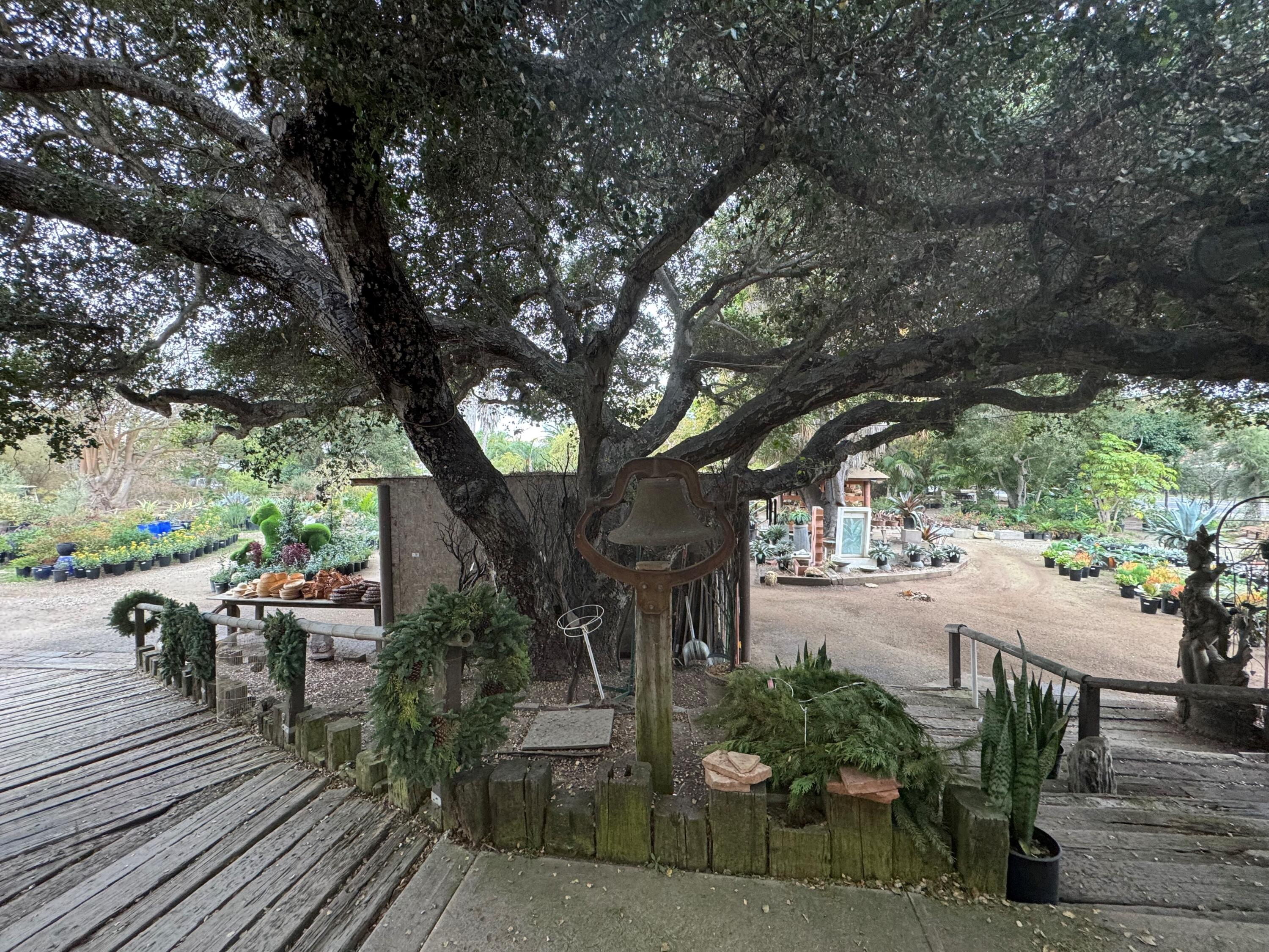 3376 Foothill Road Carpinteria, CA 93013 - Photo 10 of 60 Tree