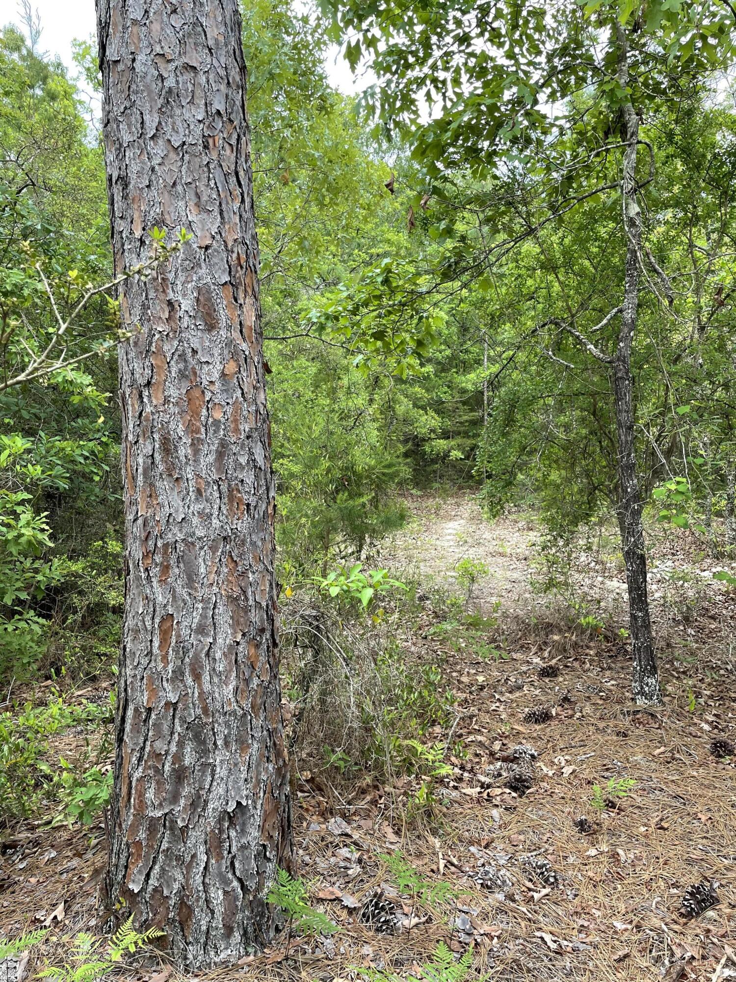 5.36-ac West Burnis Road Crestview, FL 32539 - Photo 1 of 8 a view of a forest with lots of trees
