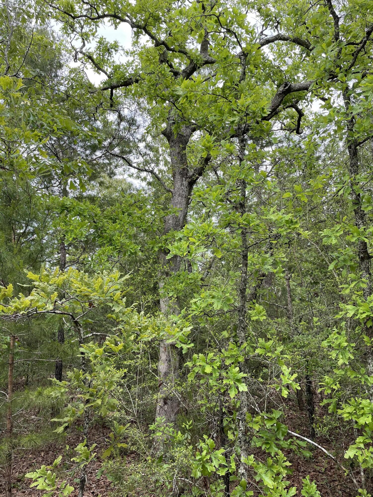 5.36-ac West Burnis Road Crestview, FL 32539 - Photo 5 of 8 a view of a tree
