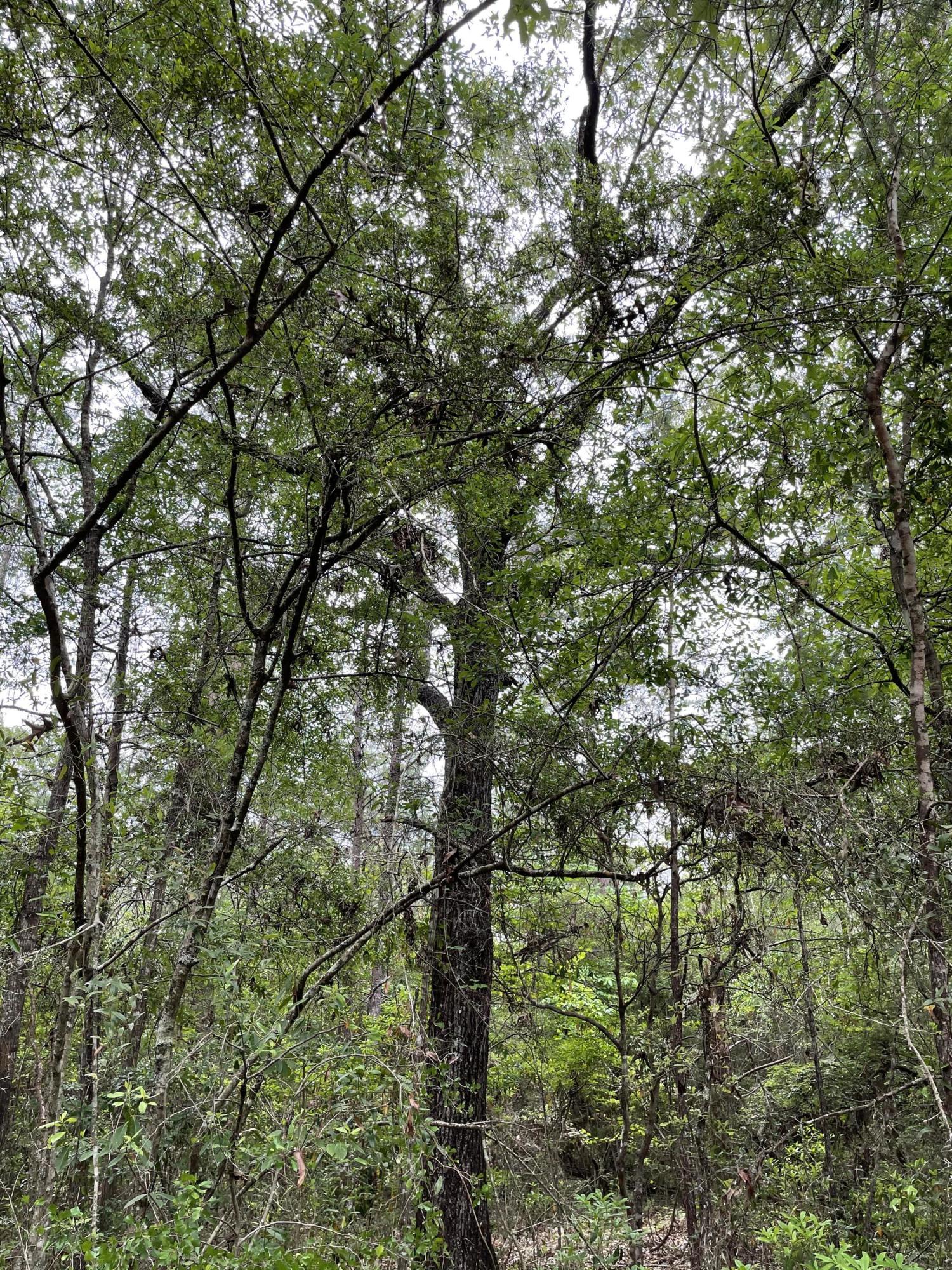 5.36-ac West Burnis Road Crestview, FL 32539 - Photo 6 of 8 a view of tree