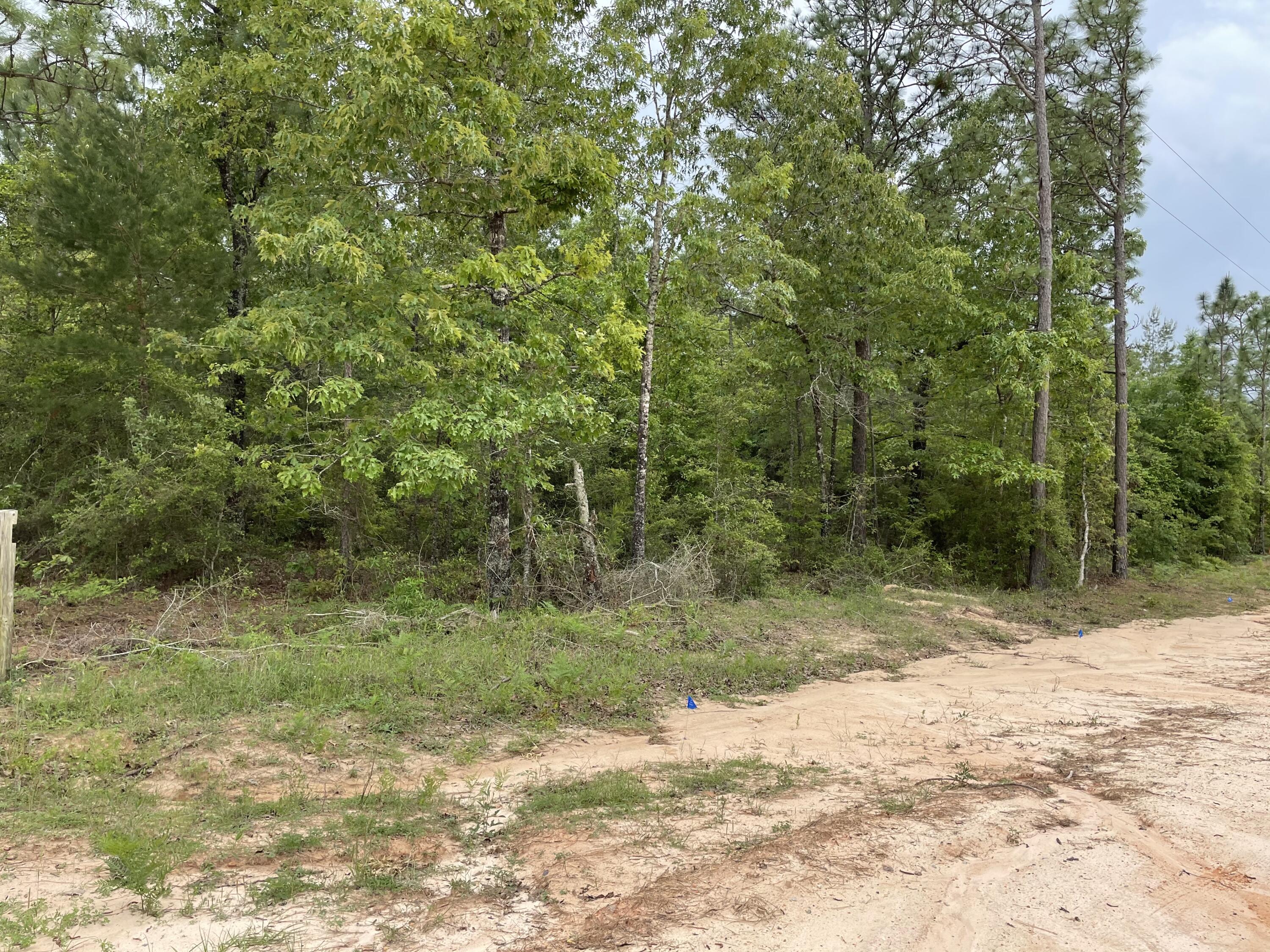 5.36-ac West Burnis Road Crestview, FL 32539 - Photo 7 of 8 a view of a yard with a tree
