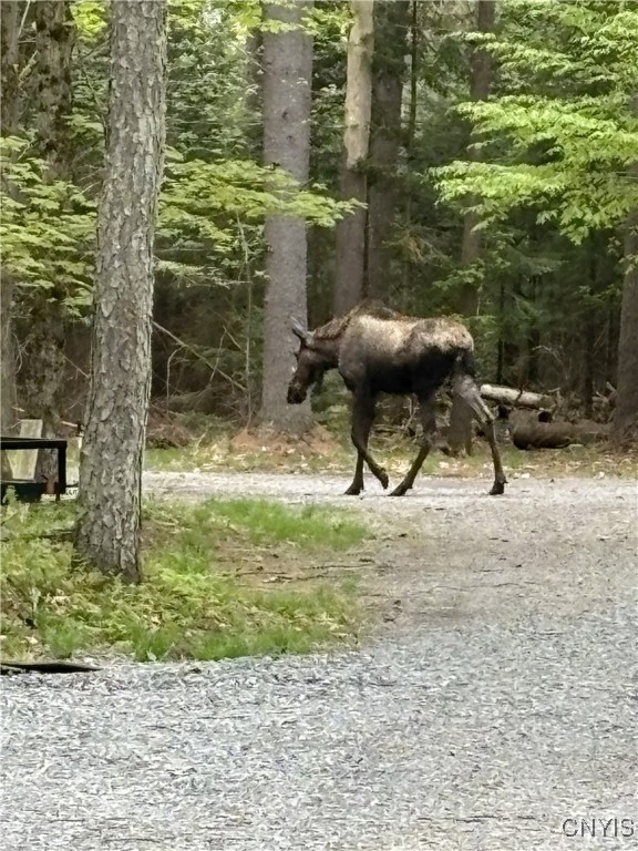 0 Barnes Road Port Leyden, NY 13433 - Photo 17 of 20 Moose