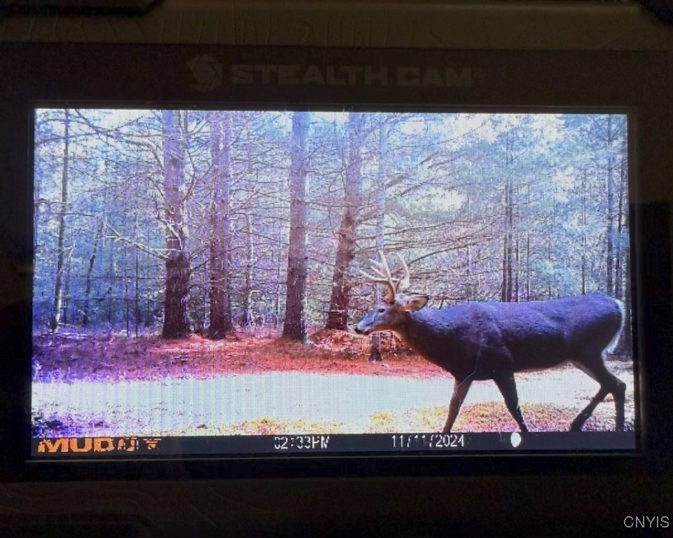 0 Barnes Road Port Leyden, NY 13433 - Photo 18 of 20 Deer