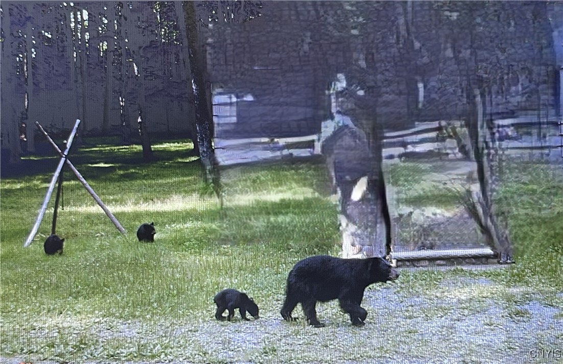 0 Barnes Road Port Leyden, NY 13433 - Photo 19 of 20 Bear on property