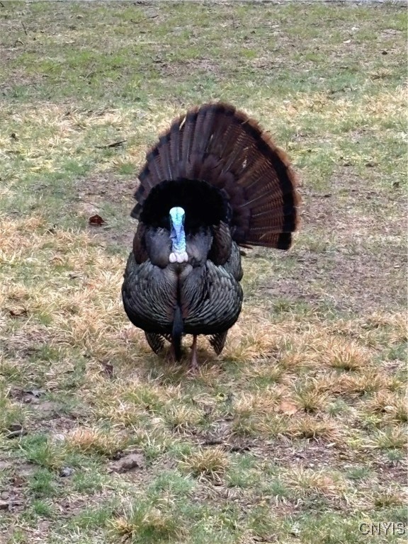 0 Barnes Road Port Leyden, NY 13433 - Photo 20 of 20 Turkey