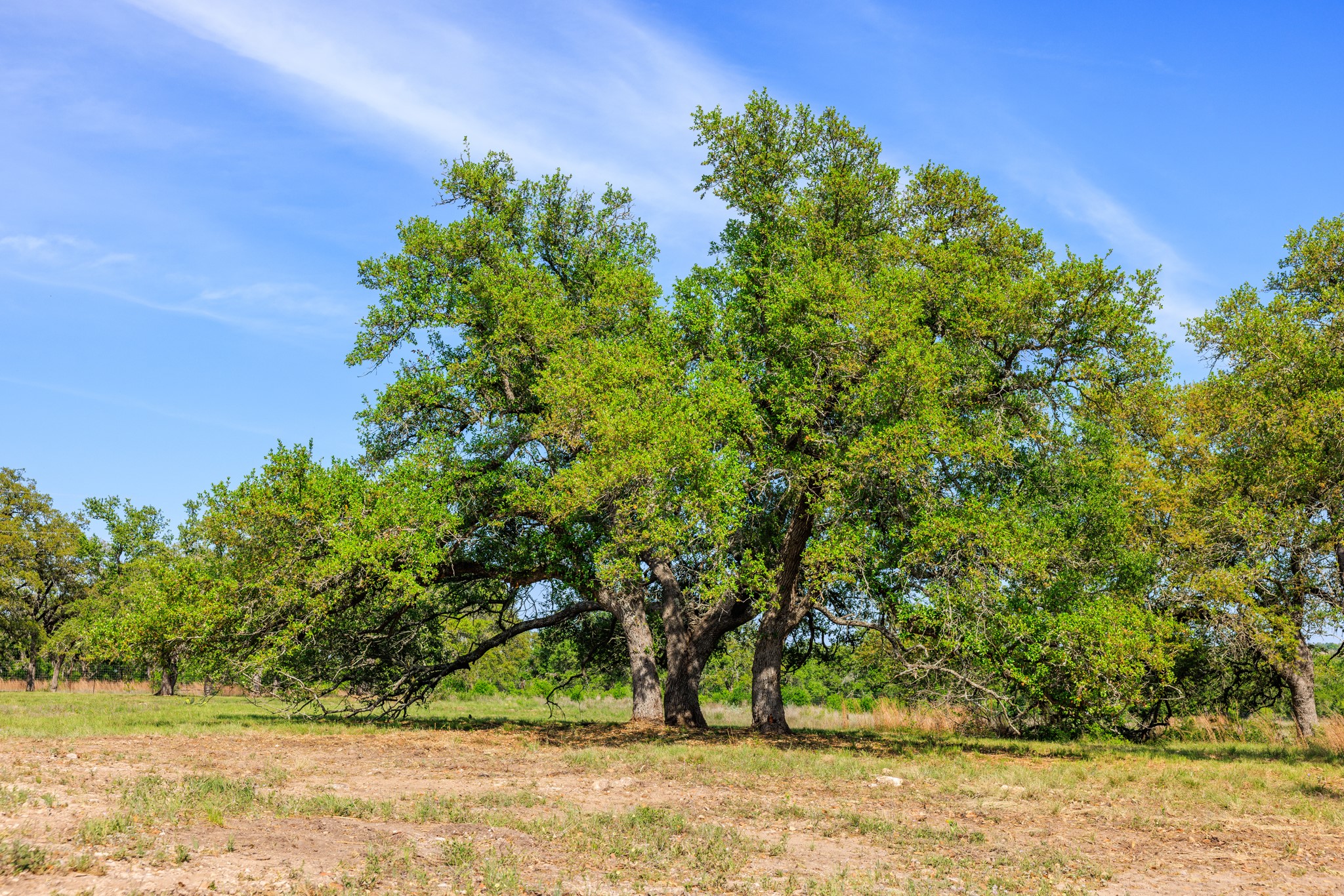 Lot 2 Byrd Ranch Road Johnson City, TX 78636 - Photo 27 of 40 View of landscape
