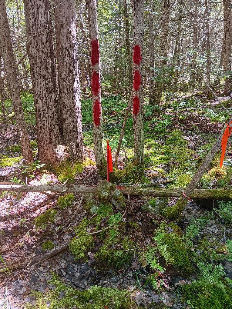 0 Swamp Road Gouldsboro, ME 04607 - Photo 7 of 7 06