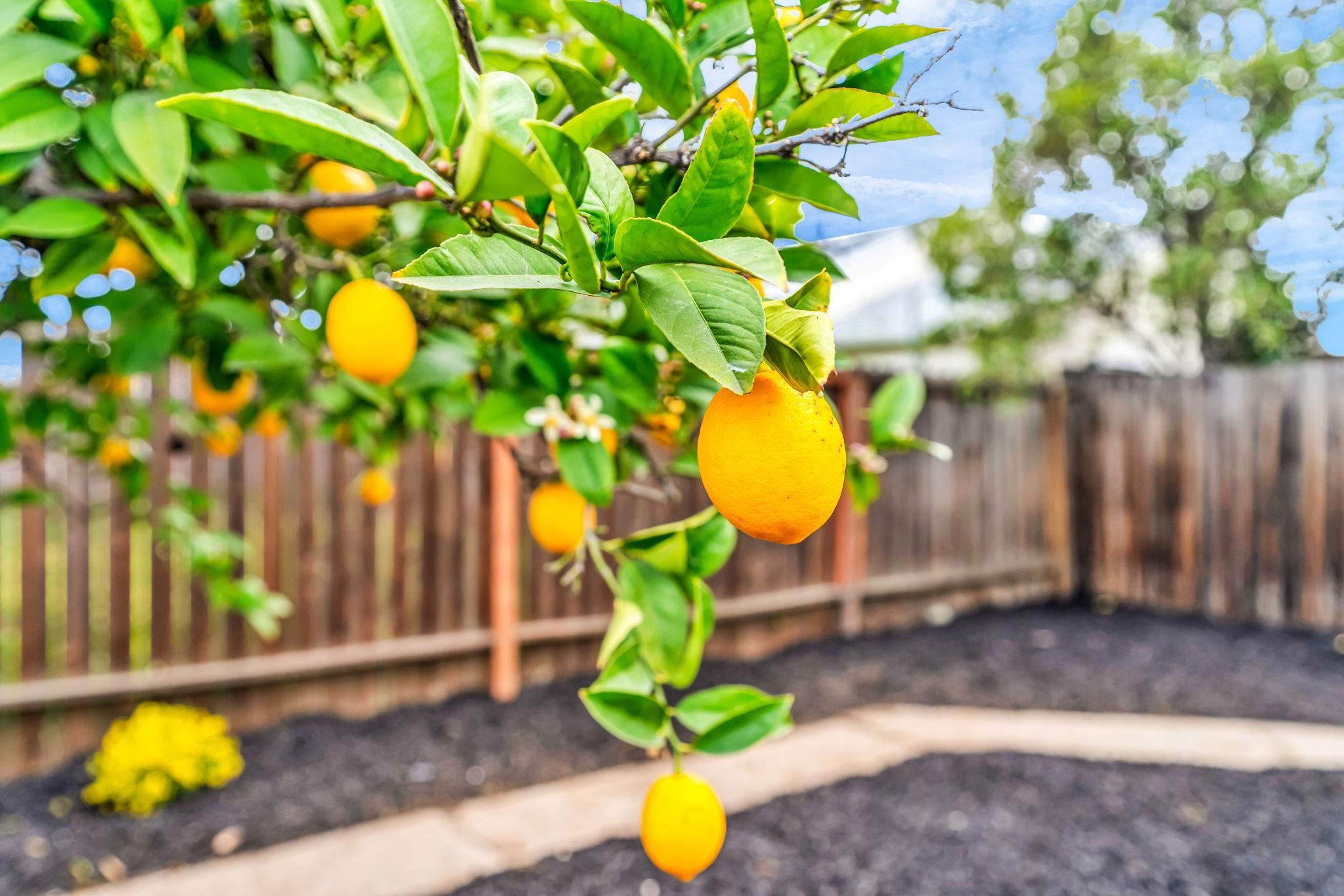 175 Clyde Avenue Pittsburg, CA 94565 - Photo 30 of 33