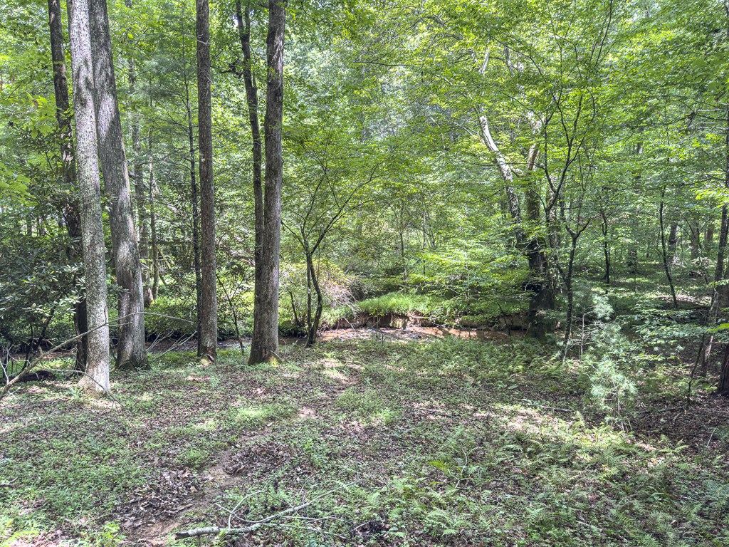 89 Box Turtle Lane Murphy, NC 28906 - Photo 53 of 55 a view of a forest filled with trees