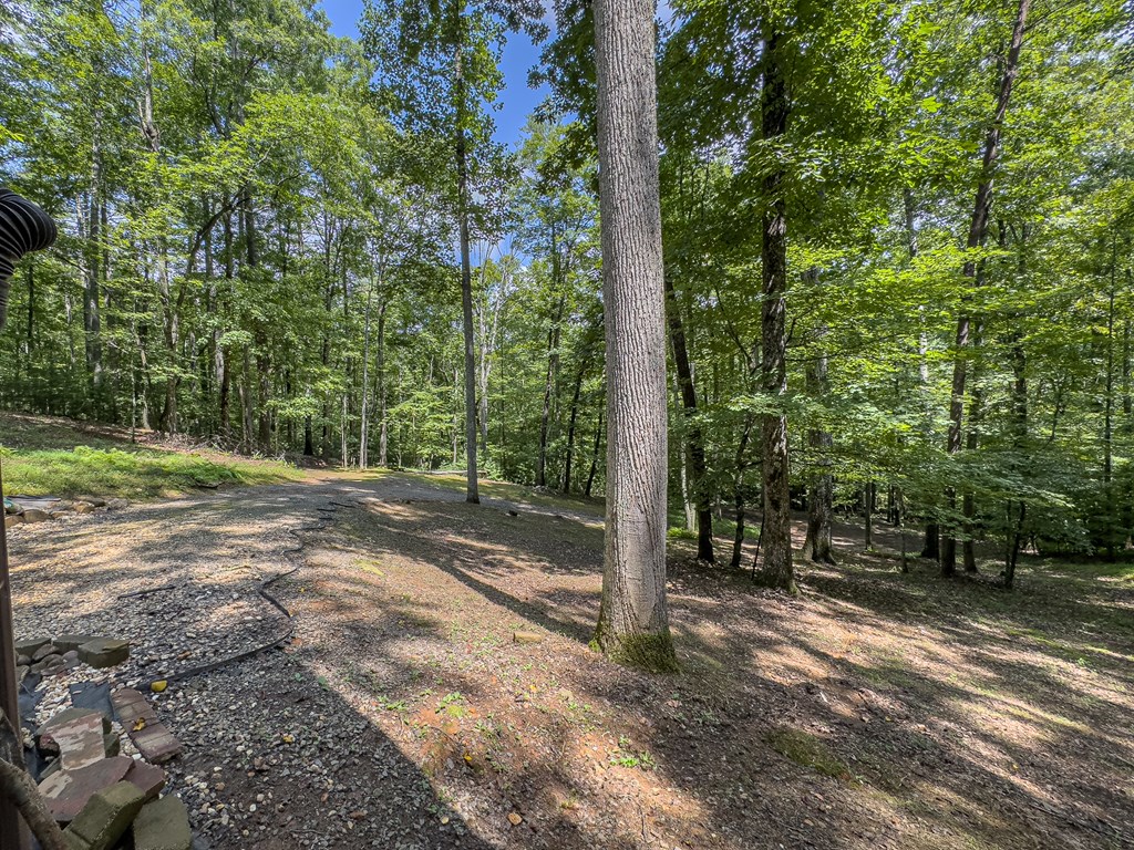89 Box Turtle Lane Murphy, NC 28906 - Photo 10 of 55 a view of a forest with trees