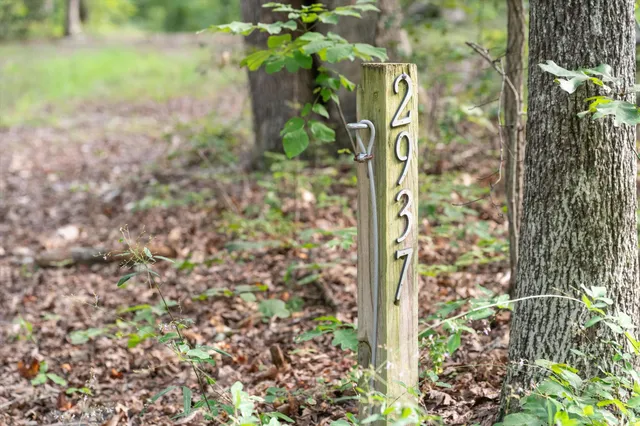 a close up of a plant
