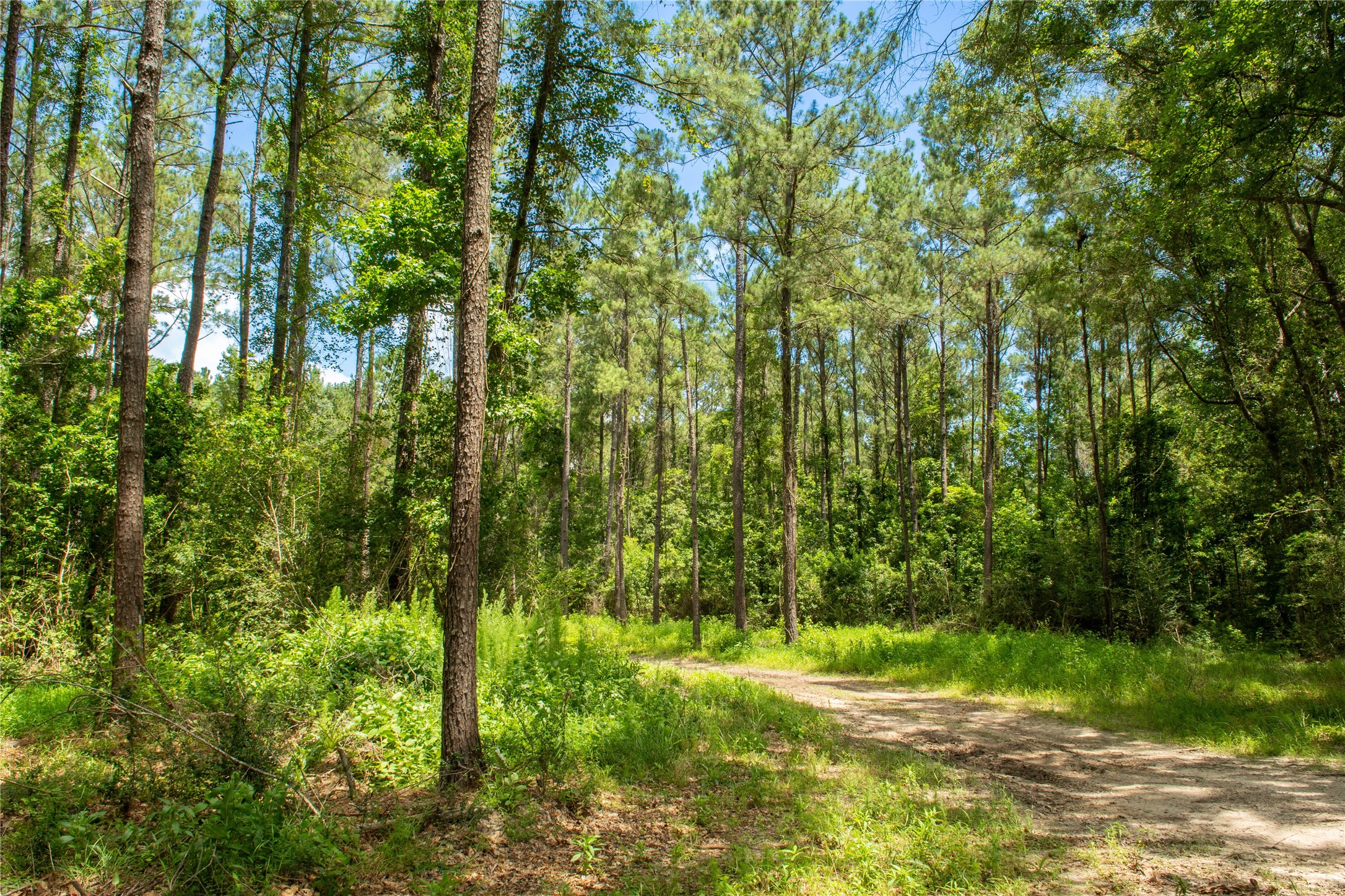 0 County Road 547 Call, TX 75933 - Photo 16 of 26