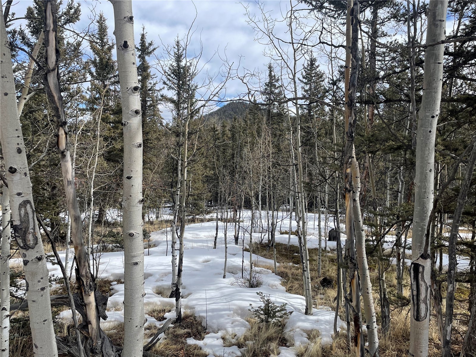 80 Haida Road Como, CO 80456 - Photo 25 of 31 a view of a forest with trees