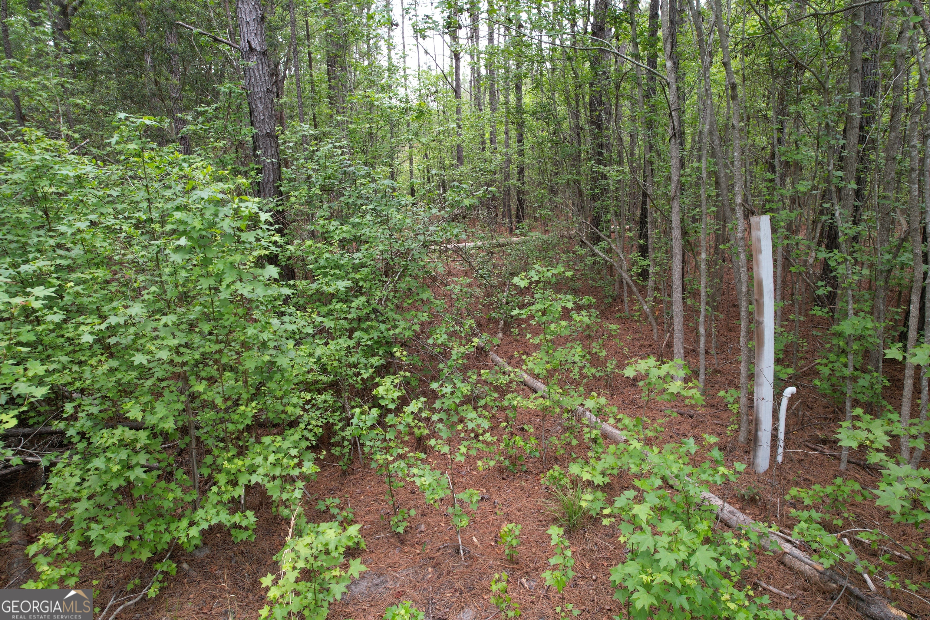 1.5-acres Mt Pleasant Road Clyo, GA 31303 - Photo 8 of 19