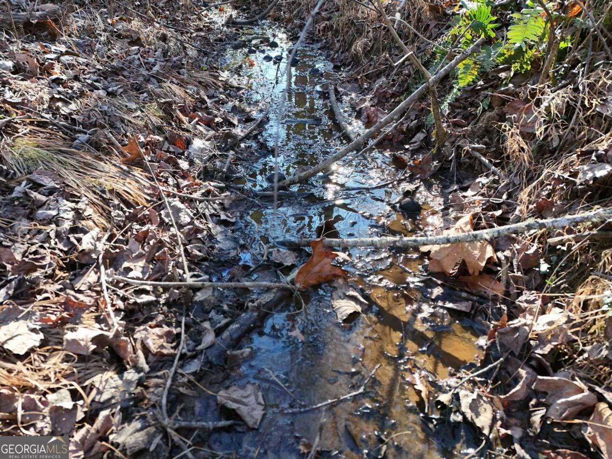 Tract 1 Bauer Road Hiawassee, GA 30546 - Photo 7 of 14 a picture of tree