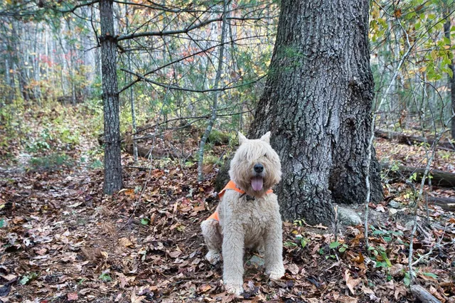 $484,000 | 0 Renfro Rd Green Mountain, Green Mountain, NC 28740