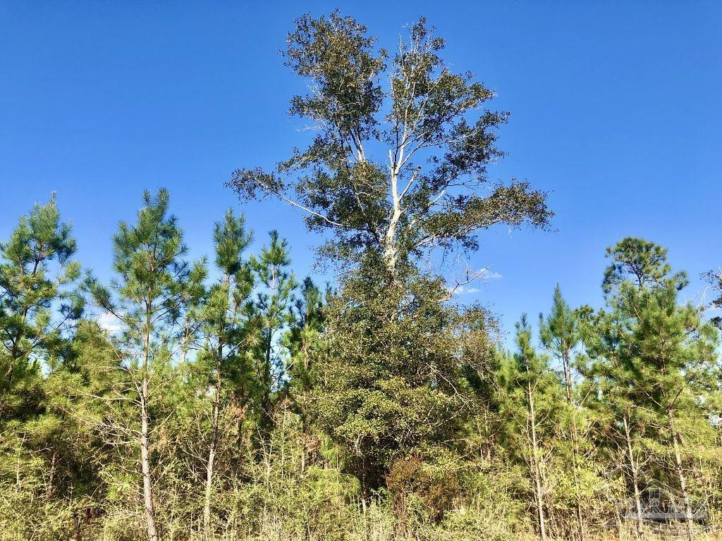 Lot 16-bs Buffalo Ridge Road Milton, FL 32571 - Photo 11 of 14