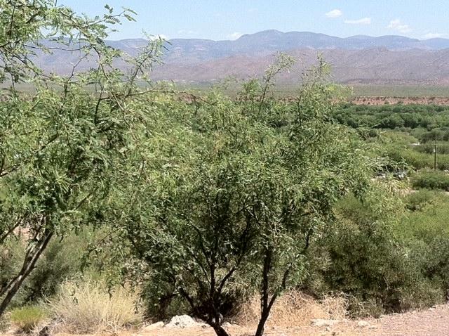 67 Saguaro Road Tonto Basin, AZ 85553 - Photo 2 of 8