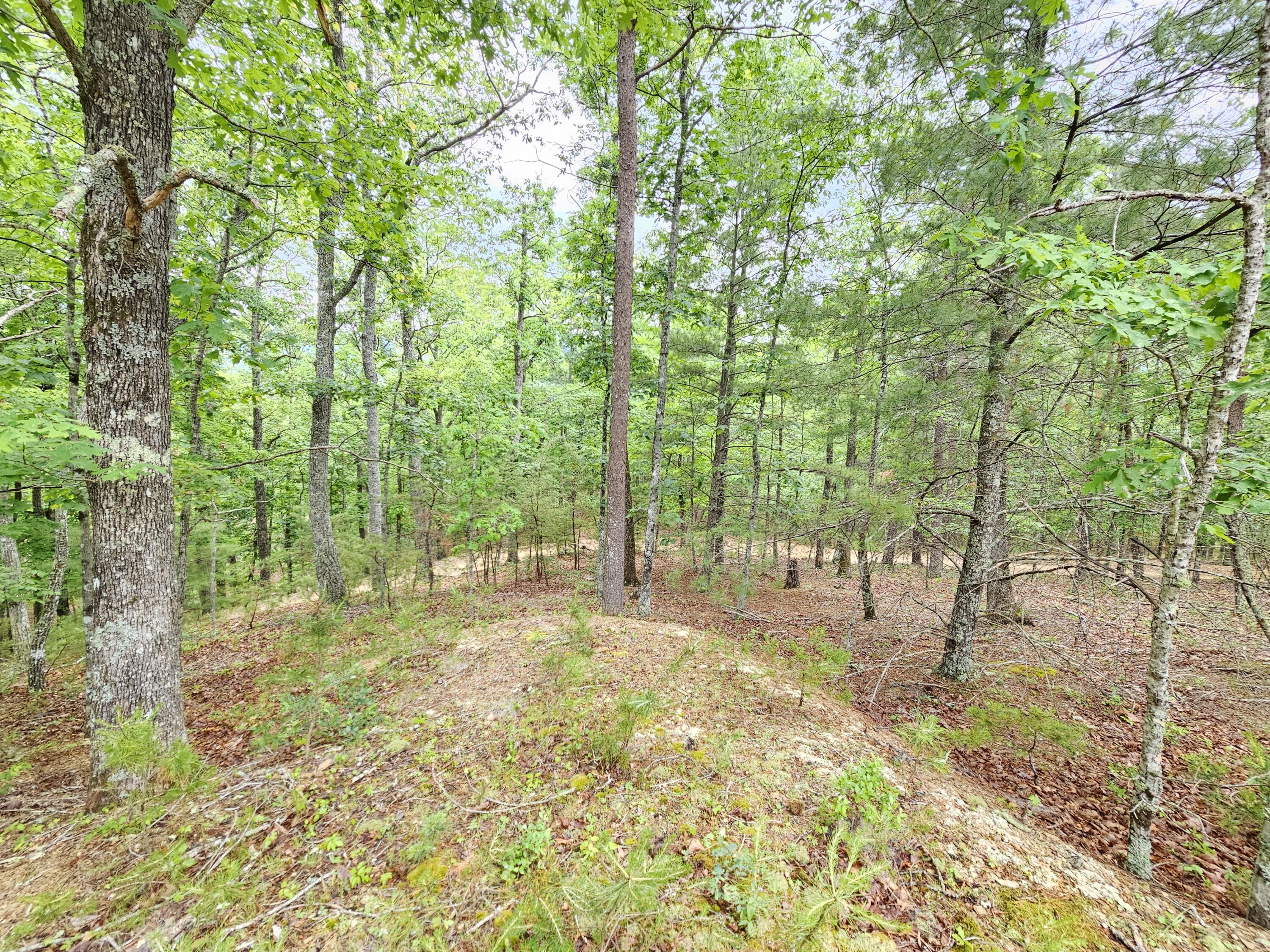 963 Upper Craigs Creek Road Catawba, VA 24070 - Photo 19 of 27 wooded area around the home
