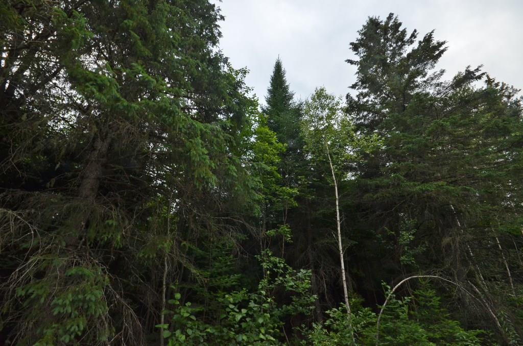 2 Old King Road Springfield, ME 04487 - Photo 2 of 7 Maine Land for Sale in Springfield Maine