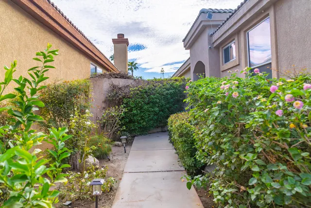 a view of a pathway with plants and large trees