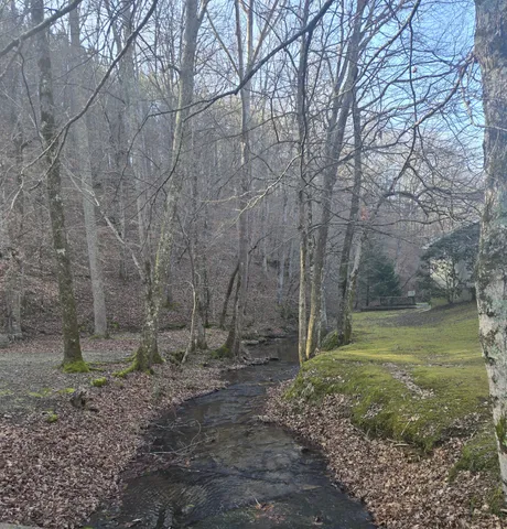 a view of a backyard with large trees